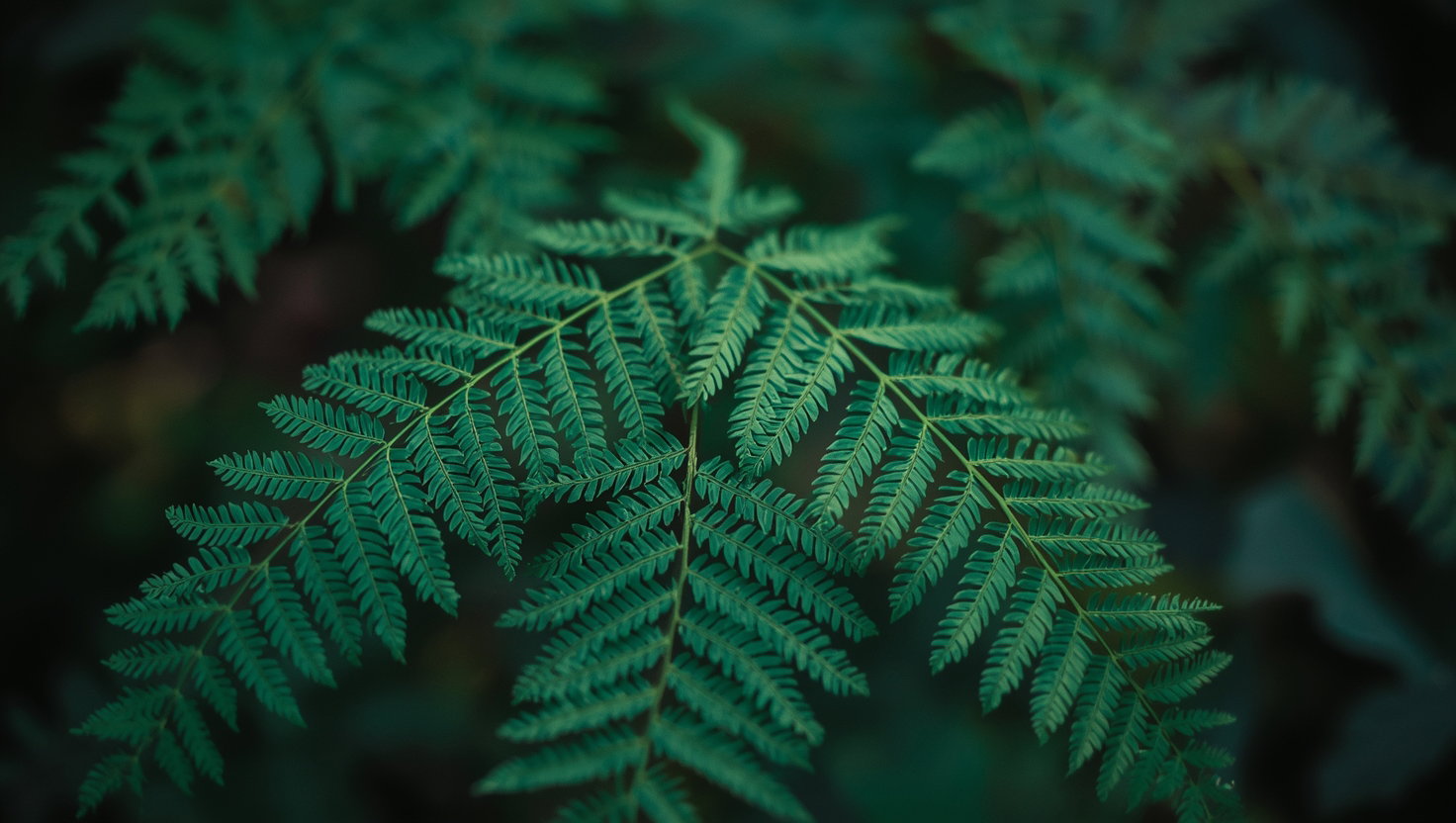 Fern & Feather